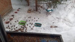 воскресный вольный зоопарк.карта на корм зверятам 2202 2062 6013 7323