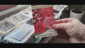 Нужная штучка с «Вайлдберриз». Сею петунию, пеку сырники.