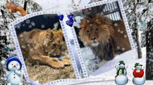 Мечты сбываются. Стихи о Шерхане  от Валентины.