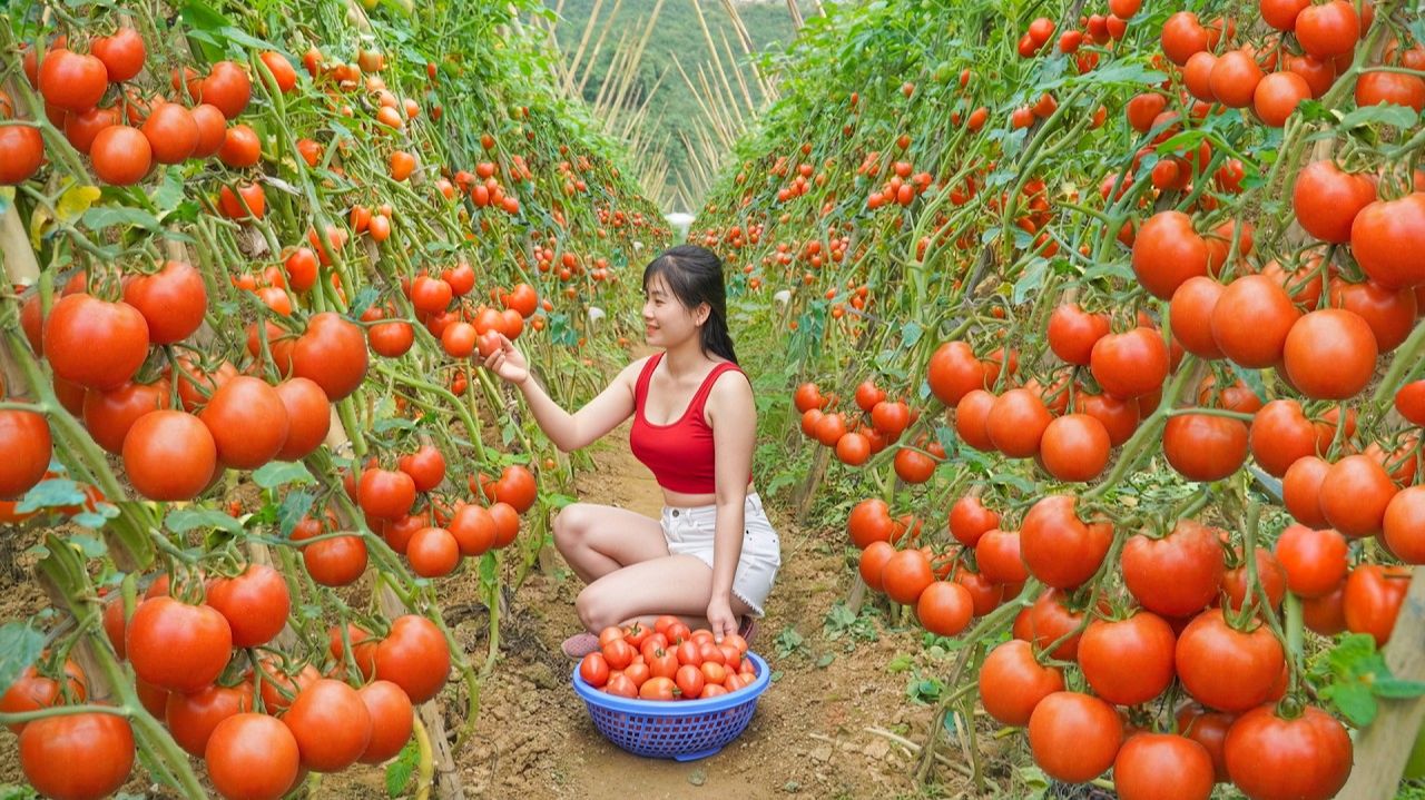 Сбор урожая крупных сочных зимних помидоров для продажи на деревенском рынке. смотреть онлайн