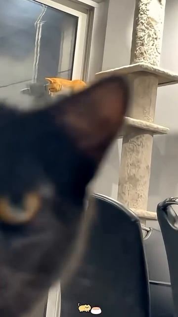 Cuando los gatitos roban cámara 😹😎🐈😼❤️🐾#catlover #gatitosvirales #adoptaung смотреть онлайн