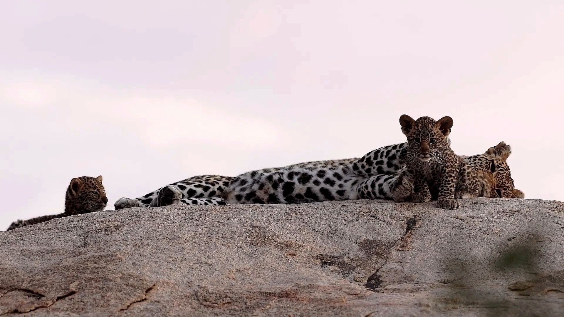 Детеныши леопарда с мамой смотреть онлайн