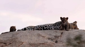 Детеныши леопарда с мамой