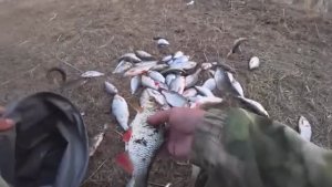 ИКРЯНОЙ ДЕЛИКАТЕС - НАТАСКАЛ ТАЗИК!!!! Рыбалка на поплавок весной