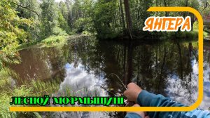 Малые реки Ленобласти: Янгера. Лесной мормышинг
