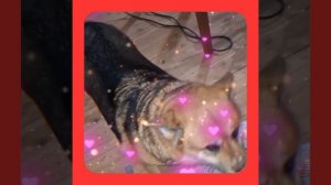 1000048103.mp4 (Собака наблюдает за устройством лестницы на 2 этаж в доме А-фрейм)