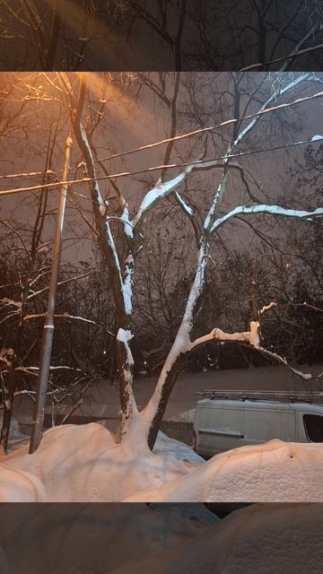 #Строгино#вороны#Твардовскооо#29