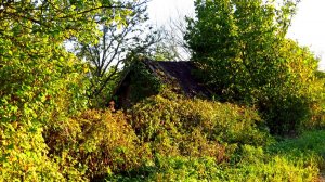 Осенние краски...