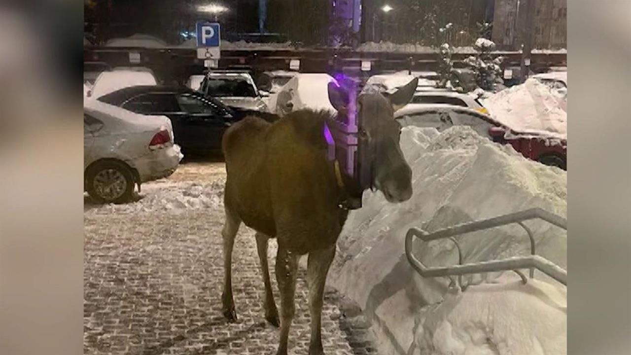 В Подмосковье к людям все чаще стали выходить лоси. смотреть онлайн