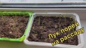 Лук порей на рассаду.  07.02.26