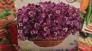 Начинаю посевной сезон 2026 г. в феврале. Что сею.