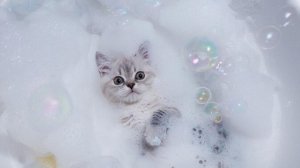 ВИДЕО ПРО ЖИВОТНЫХ | СМЕШНЫЕ ВИДЕО ПРО ЖИВОТНЫХ