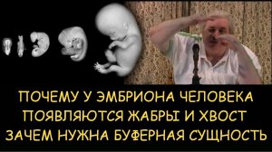 ✅ Н.Левашов. Почему у эмбриона человека появляются жабры и хвост. Зачем нужна буферная сущность