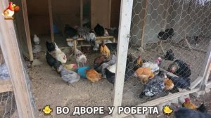 Содержание кур в домашних условиях и других птиц во дворе у Роберта 🐣🐤🦆🐔🪿🦃 (412)