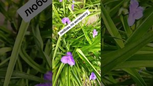 Любовь по интернету 🎶