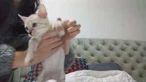 Котята питомника кошек ЛЕОПОЛЬД