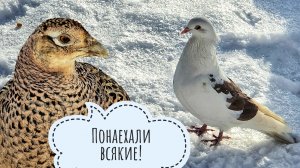 Голубь Димон жив! Курочка фазанка дождалась кукурузы. Зимние забавы Артёма