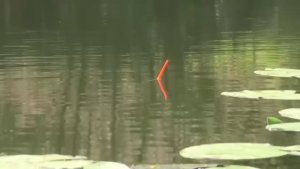 ВМЕСТО КАРАСЯ... ОНО СХВАТИЛО И ПОЕХАЛО !!!  РЫБАЛКА НА ПОПЛАВОК.
