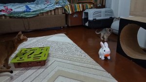 Делайте звук плеера тише. Абиссинские котята и пищащий кролик. Часть 4/4