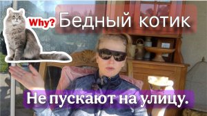 Улица для кота. За и против. Разбираю садовый домик.