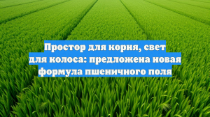 Простор для корня, свет для колоса: предложена новая формула пшеничного поля