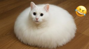 Постарайтесь не засмеяться 😂 Самые смешные кошки и собаки _ Смешные животные