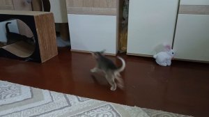 Громкий звук. Котята и кролик. Часть 3/4