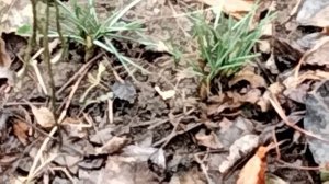 Всходят первоцветы.