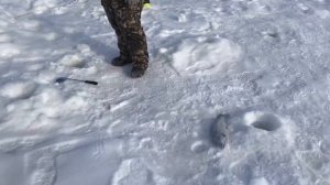 поимка форели на ратлин