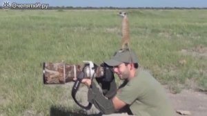 Животные в коротких приколах