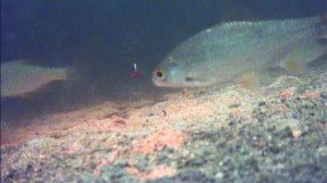 FILE190101-060955-000039F