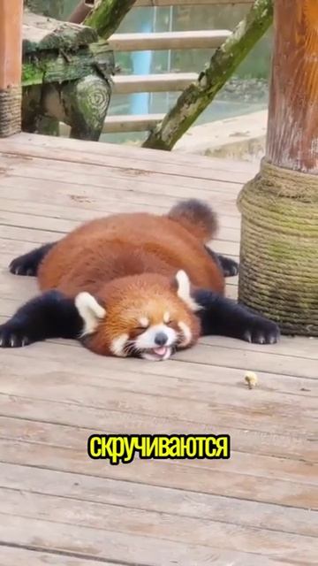 VID_20260208_042222_987.mp4