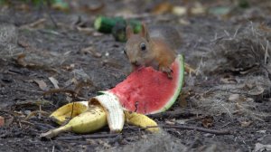 Бельчата. Небольшая зарисовка. Август 2023