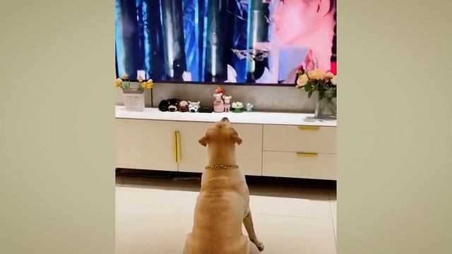 Собаки, которые поднимут вам настроение за 1 минуту смотреть онлайн