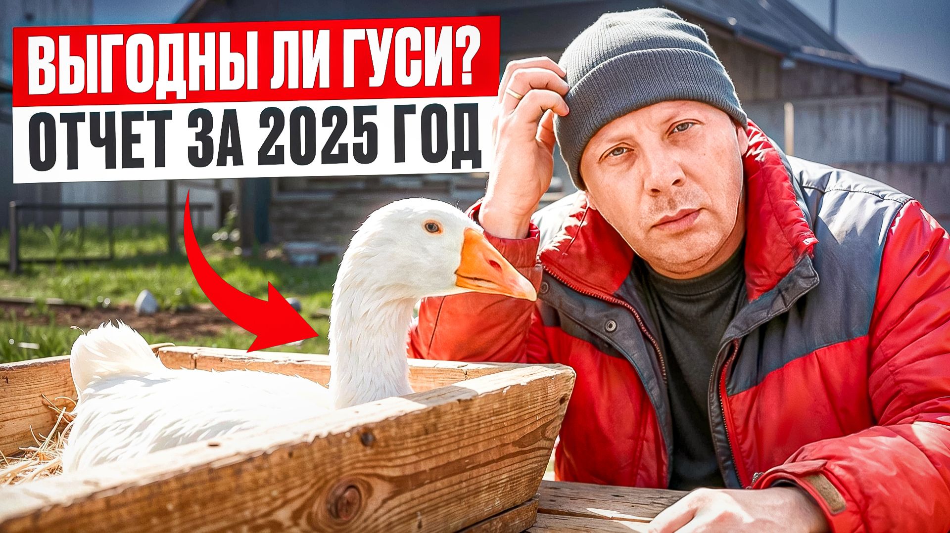 КАК я снизил затраты на корм и получил гуся по 5 кг| ОТЧЁТ за 2025 г| РАСХОДЫ И ДОХОДЫ #МоеПодворье смотреть онлайн