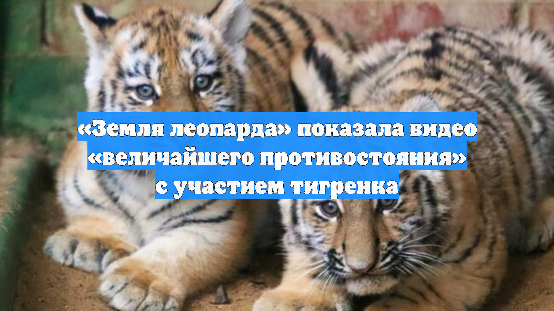 «Земля леопарда» показала видео «величайшего противостояния» с участием тигренка