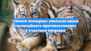 «Земля леопарда» показала видео «величайшего противостояния» с участием тигренка