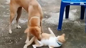 Твой китайский дед