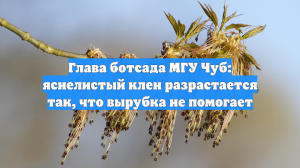 Глава ботсада МГУ Чуб: яснелистый клен разрастается так, что вырубка не помогает