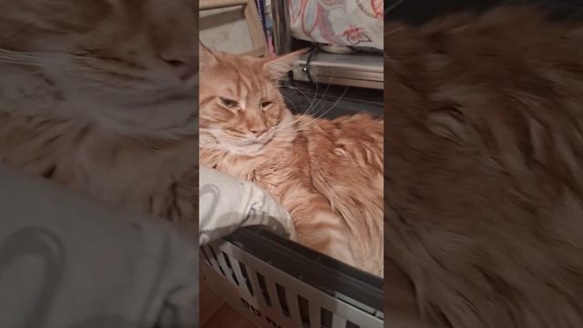 На улице ну оочень холодно 🥶А мне то что, я в кроватке.. 😅