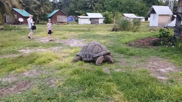 Мимоза стыдливая Слоновые черепахи смотреть онлайн