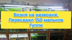 Возня на разводне. Пересадил 150 мальков Гуппи