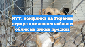NYT: конфликт на Украине вернул домашним собакам облик их диких предков