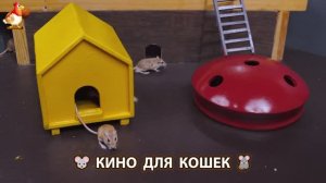 Видео для кошек про крысок развлекать питомцев 🐭🐀😂 (453)