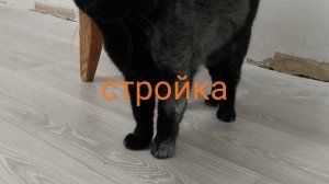 очень странные дела