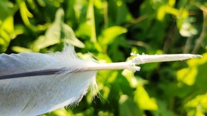 Голубь сломал перо в крыльях на игре!