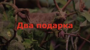 Два подарка