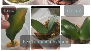 #166 ОрхоVLOG  Новый кандидат на жизнь без танцев . Пересадка выращенной орхидеи с одного листа и др