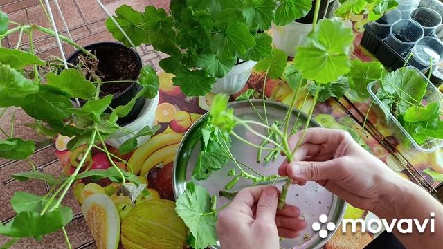 Пеларгония - в феврале- обрезка, укоренение, обзор комнатных
условий. смотреть онлайн