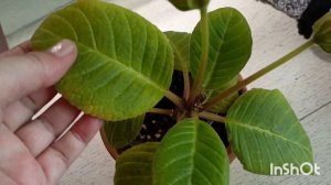 доброго обеда, сосиска с помидорами 🍅 глоксиния цветет, лилии растут, скоро будет красота 😍🧚♂